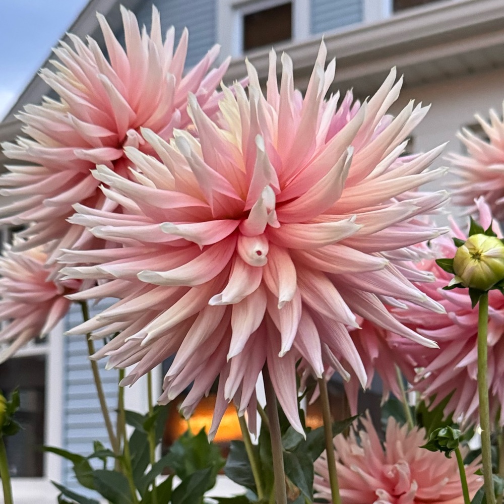 Meet your Posher, Isabelle